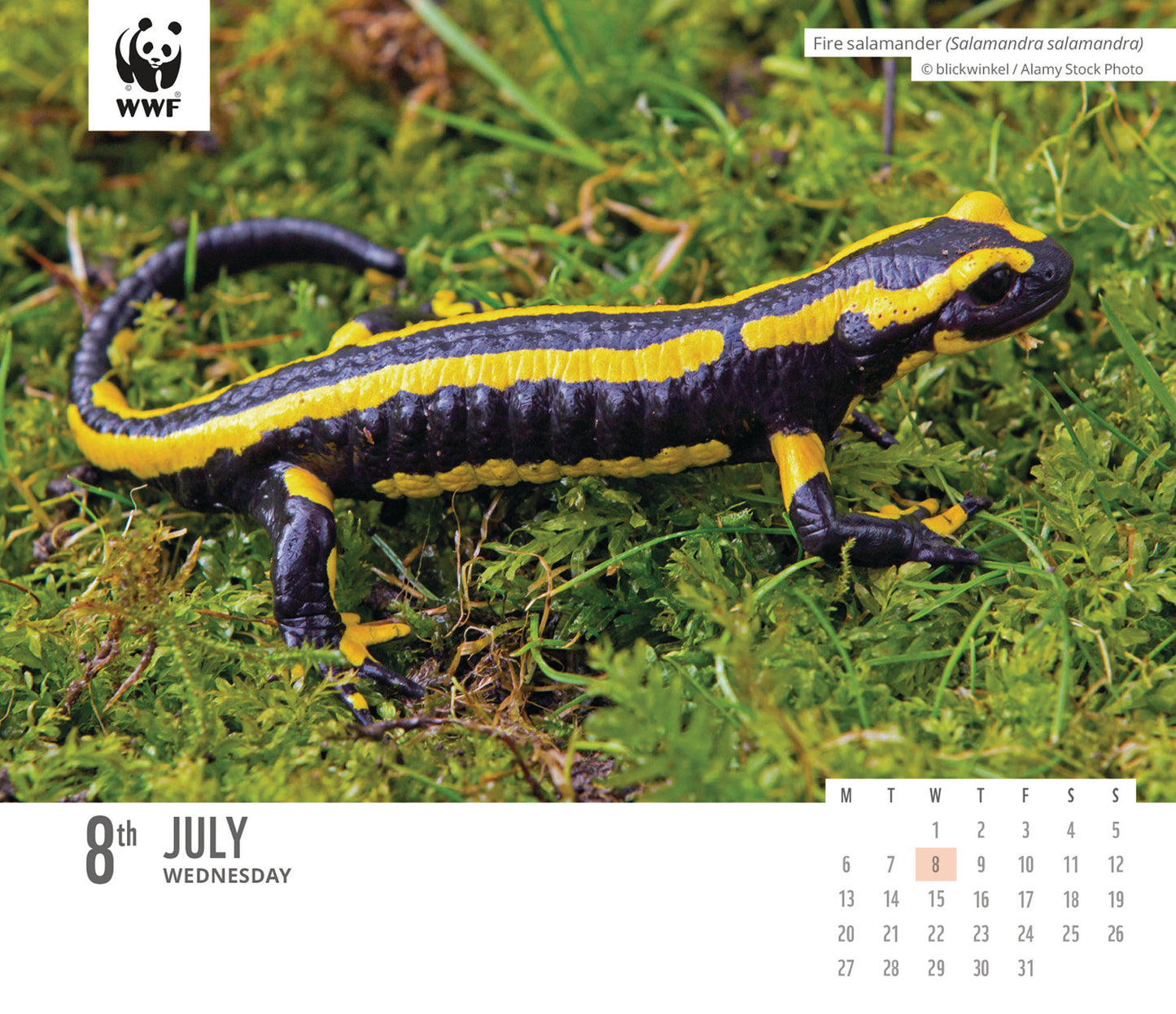 WWF Natural World, Box Calendar 2026