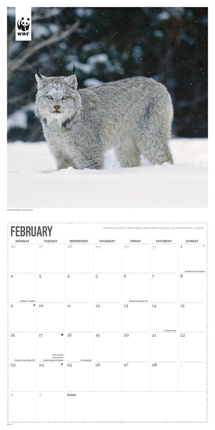 WWF, Big Cats Wall Calendar 2026