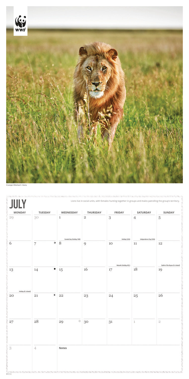 WWF, Big Cats Wall Calendar 2026