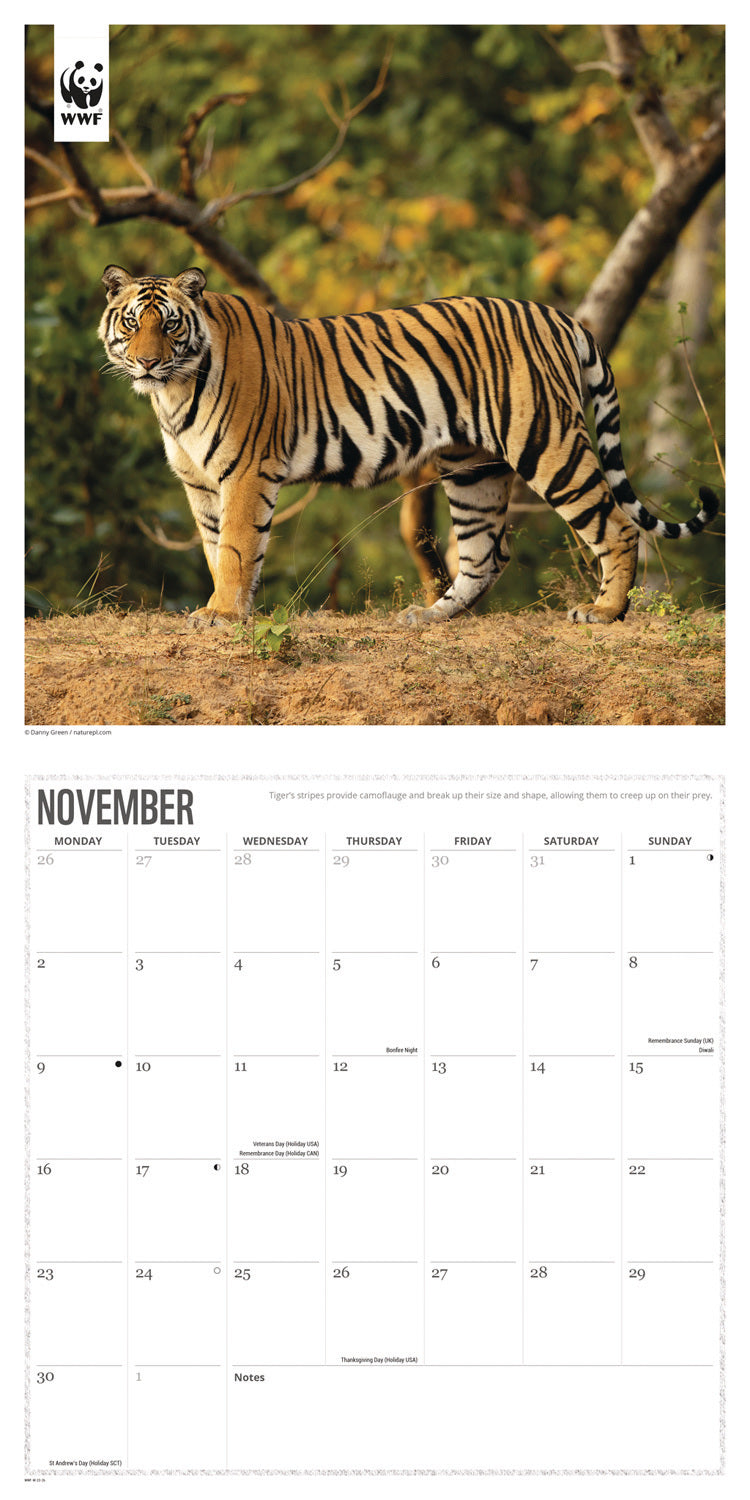 WWF, Big Cats Wall Calendar 2026