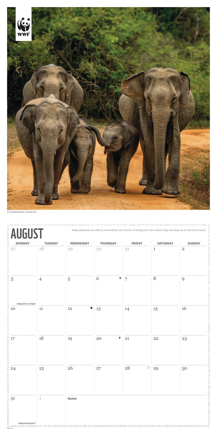 WWF, Elephants Wall Calendar 2026