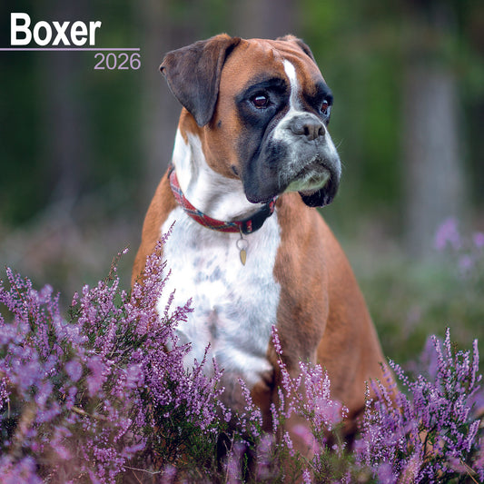 Boxer Wall Calendar 2026