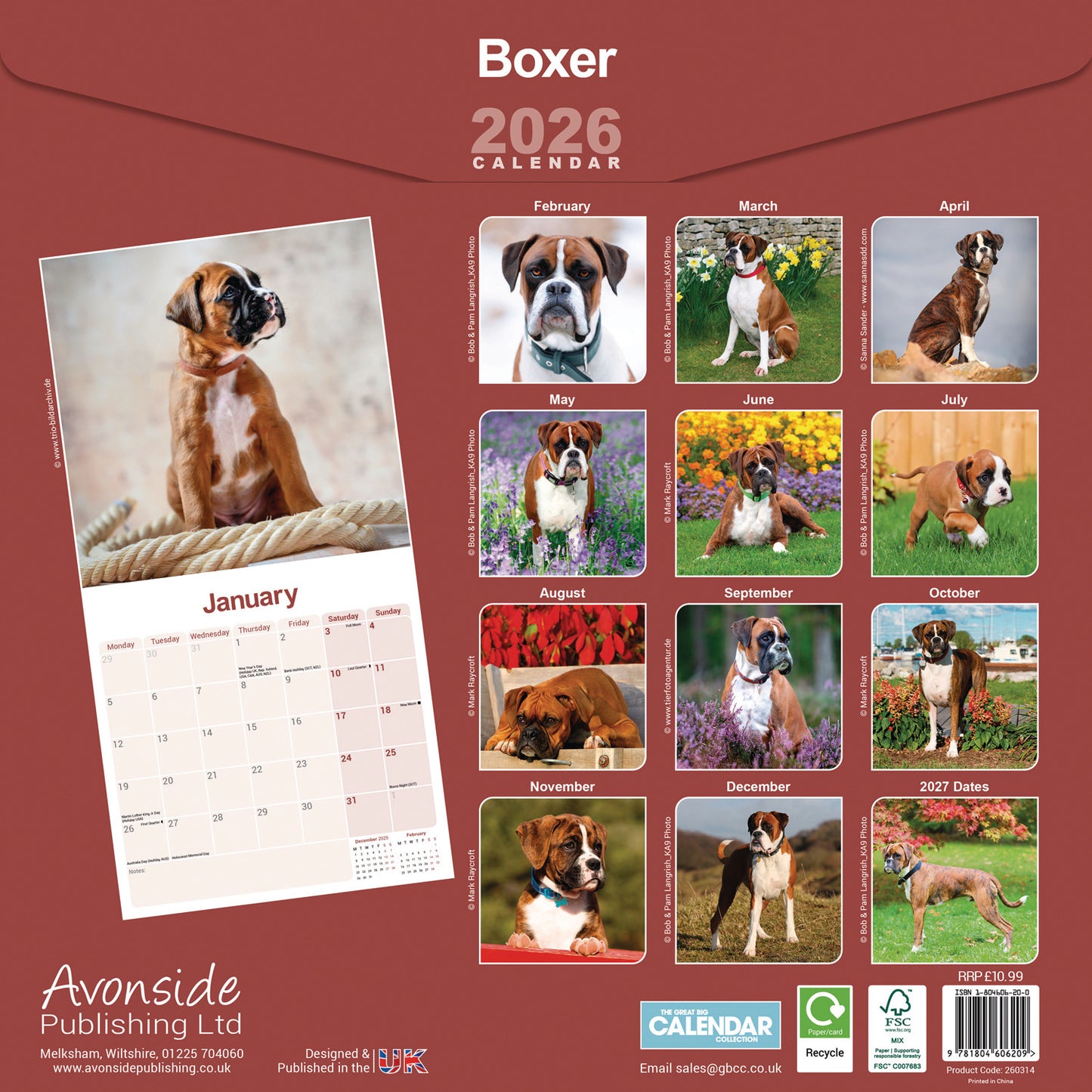 Boxer Wall Calendar 2026