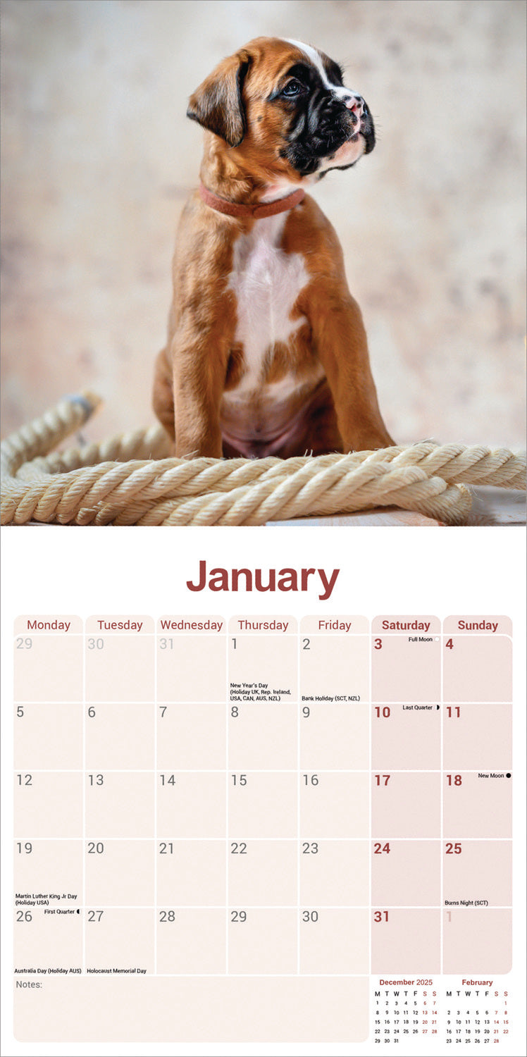 Boxer Wall Calendar 2026