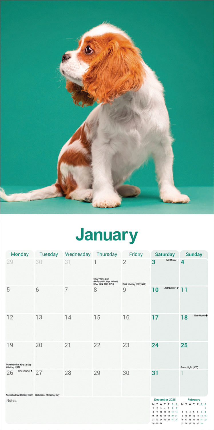 Cavalier King Charles Spaniel wall calendar 2026