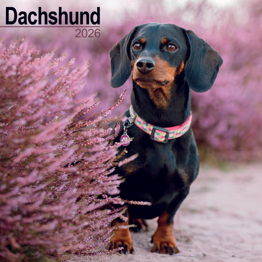 Dachshund wall calendar 2026
