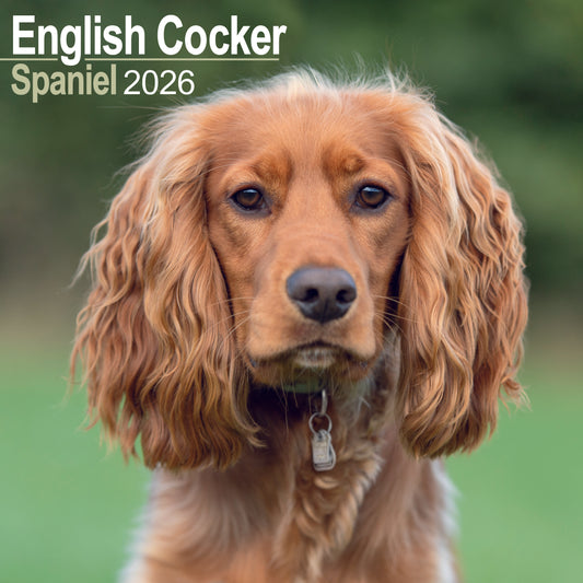 English Cocker Spaniel Wall Calendar 2026
