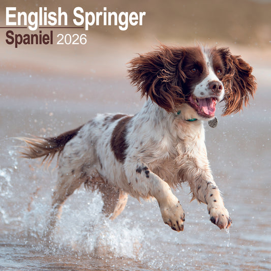 English Springer Spaniel wall calendar 2026