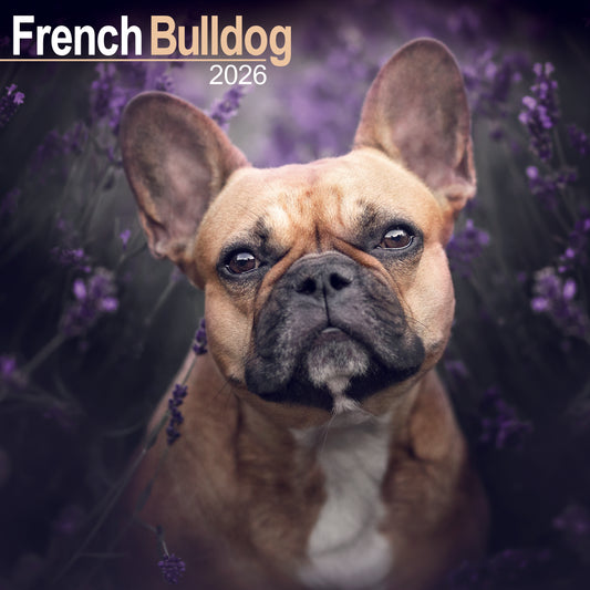 French Bulldog Wall Calendar 2026