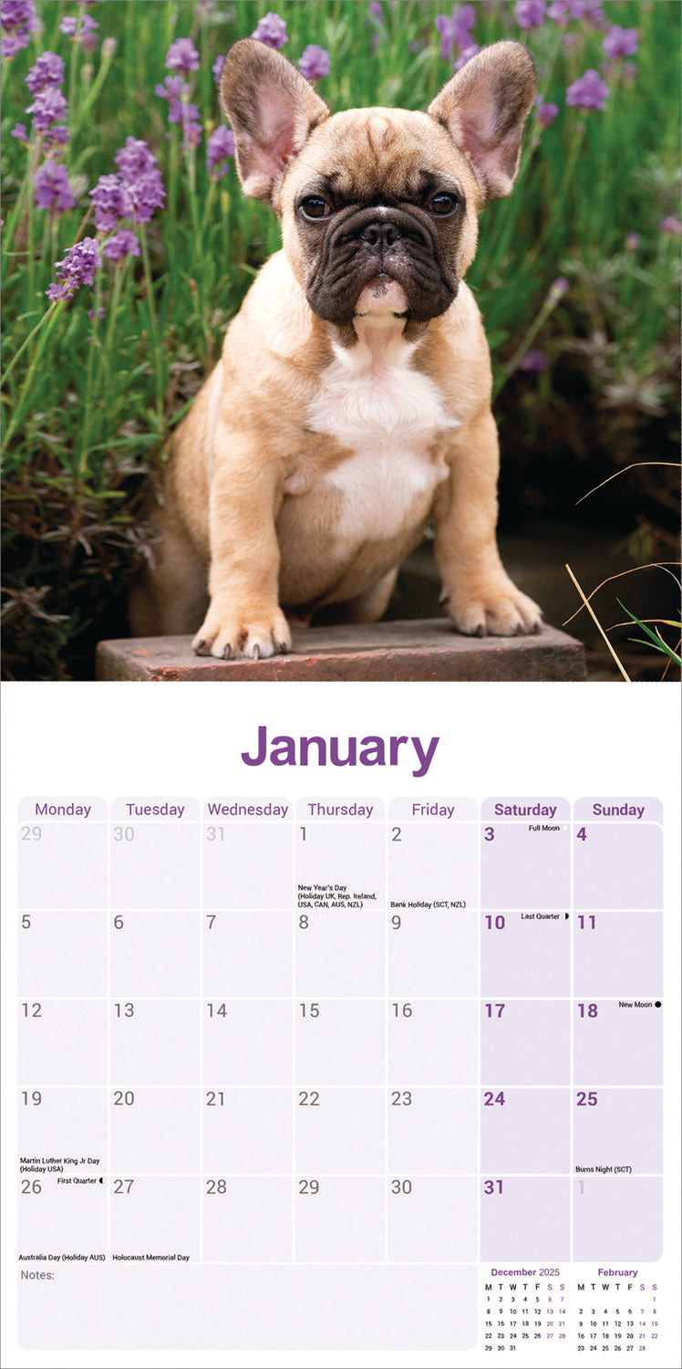 French Bulldog Wall Calendar 2026