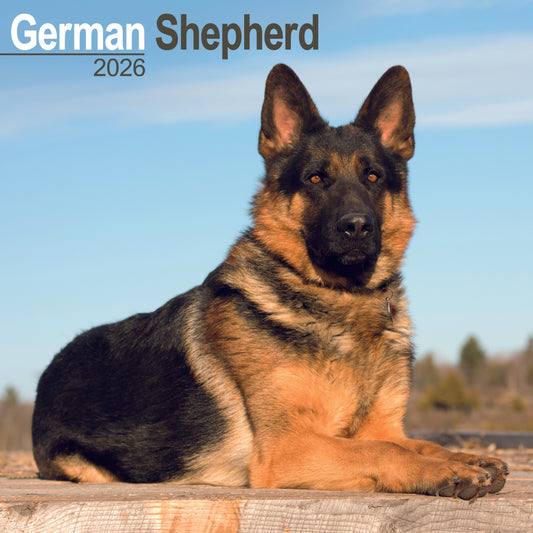 German Shepherds Wall Calendar 2026