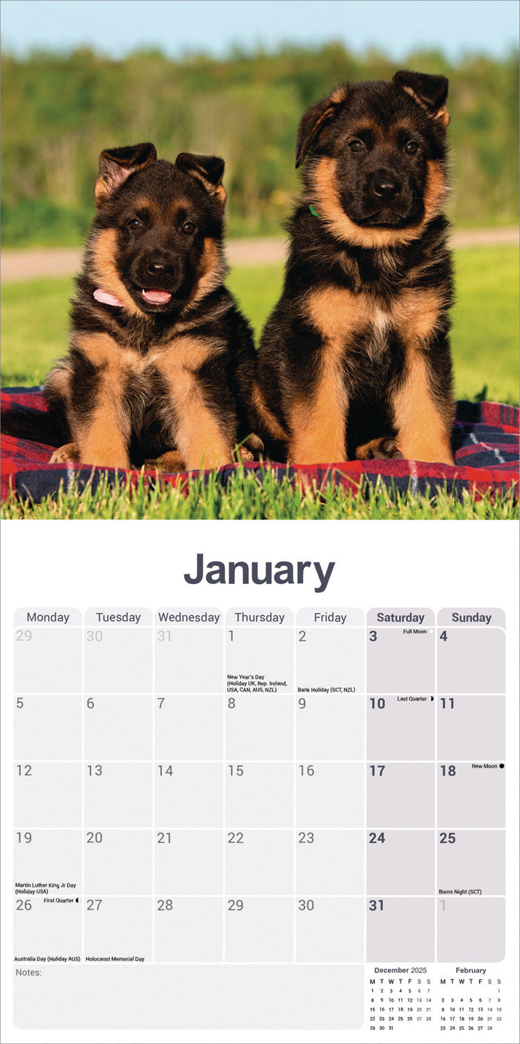 German Shepherds Wall Calendar 2026