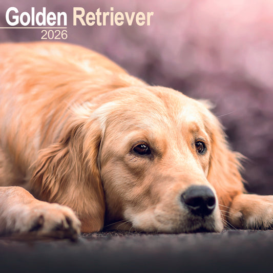 Golden Retriever wall calendar 2026