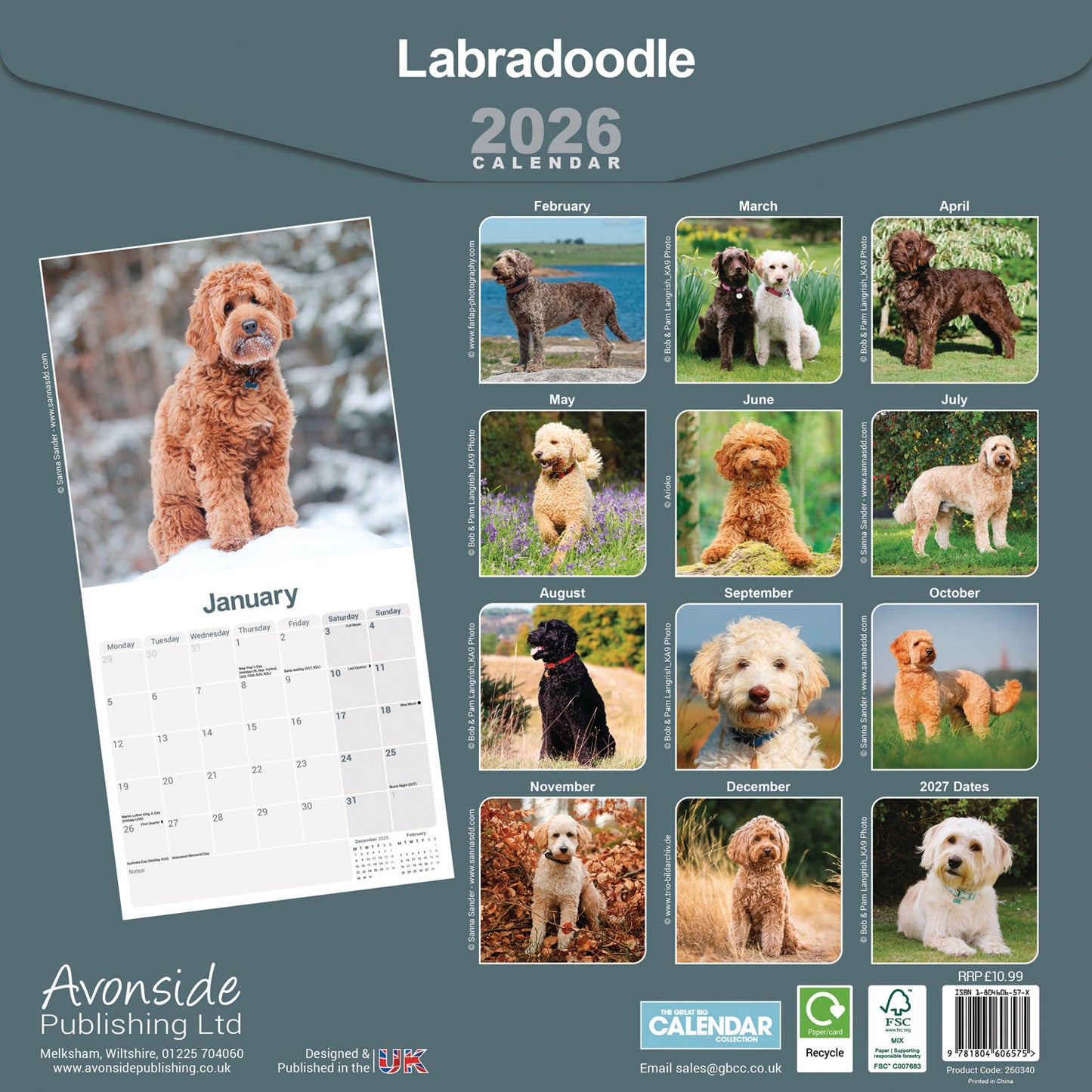 Labradoodle Wall Calendar 2026