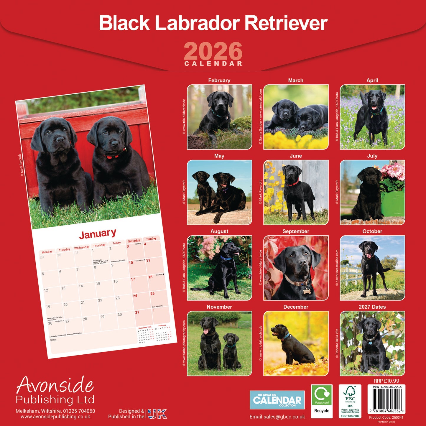 Labrador Retriever Black Wall Calendar 2026