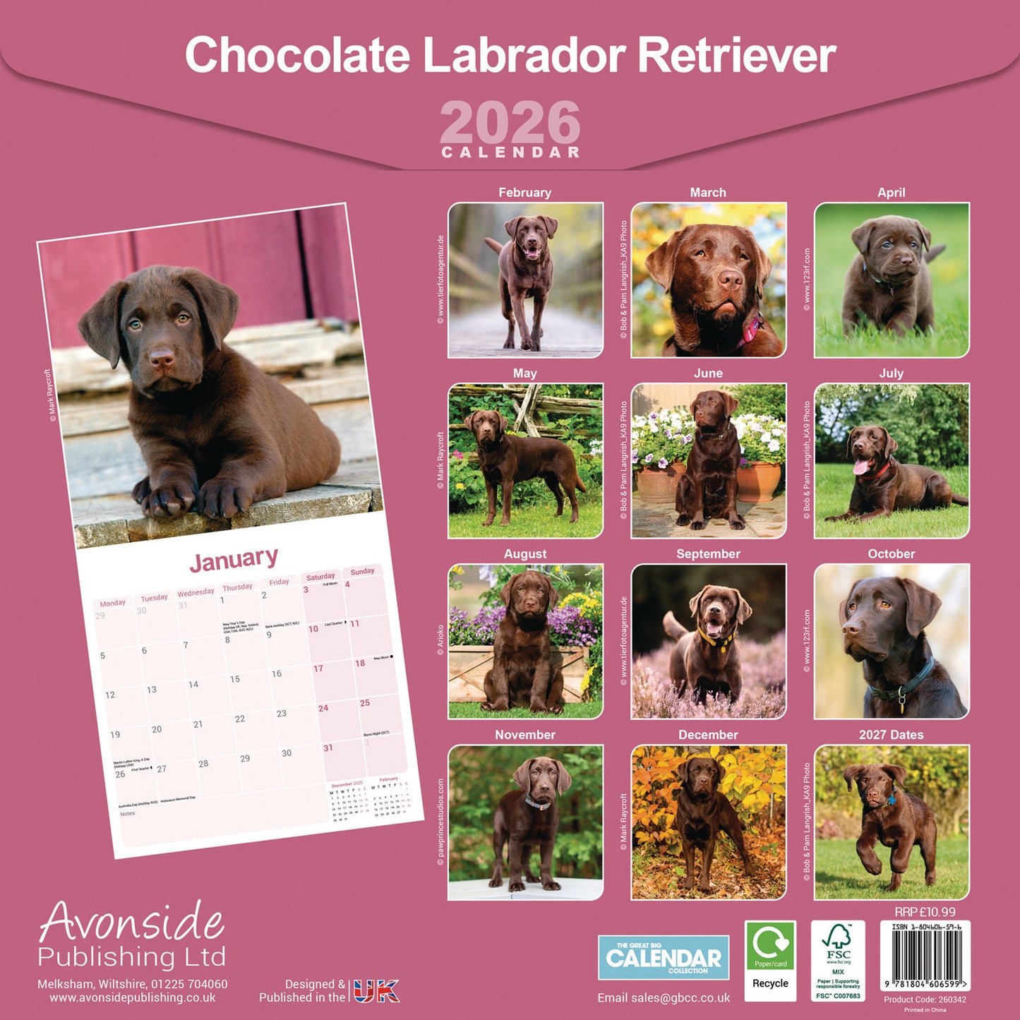 Labrador Retriever Chocolate Wall Calendar 2026