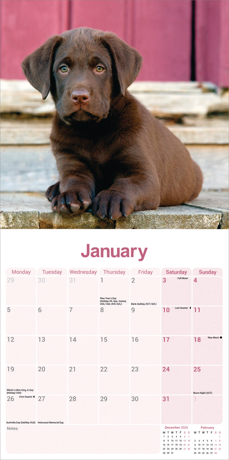 Labrador Retriever Chocolate Wall Calendar 2026