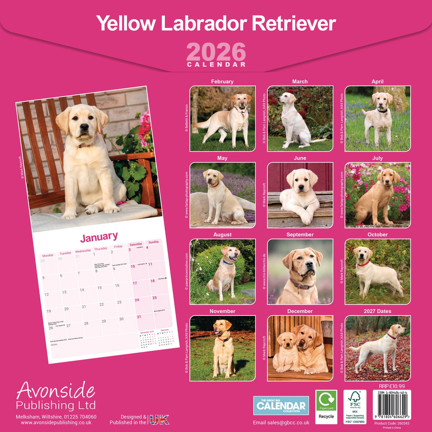 Labrador Retriever Yellow Wall Calendar 2026