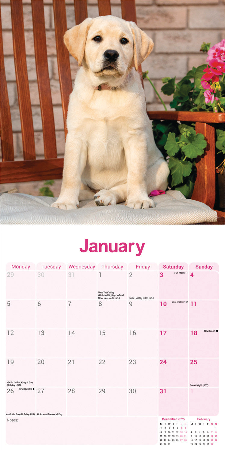 Labrador Retriever Yellow Wall Calendar 2026