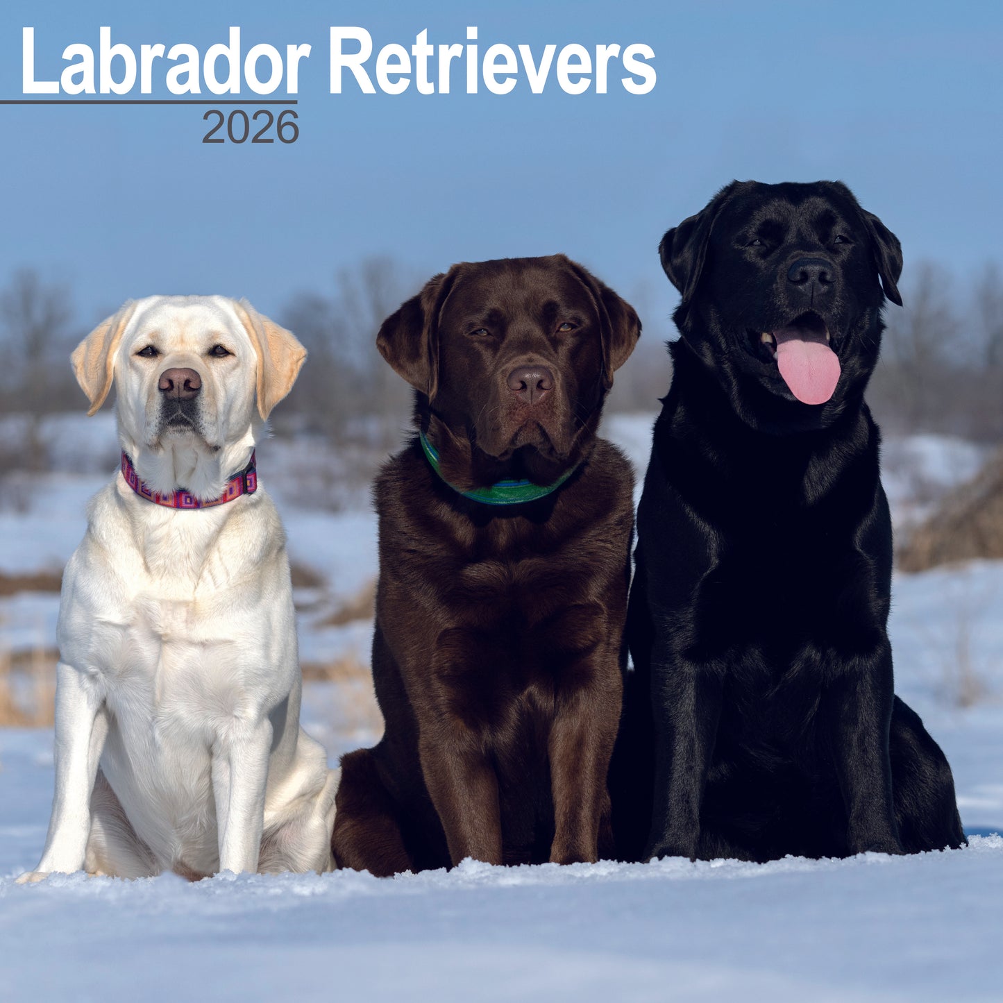 Labrador Retrievers Wall Calendar 2026