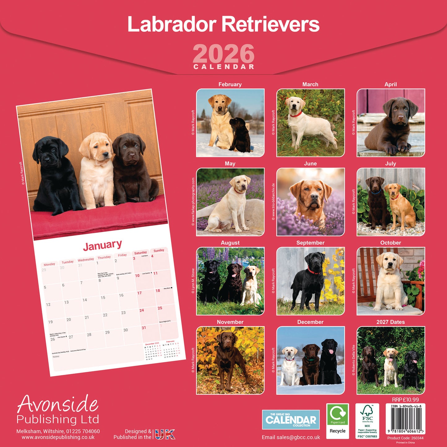 Labrador Retrievers Wall Calendar 2026