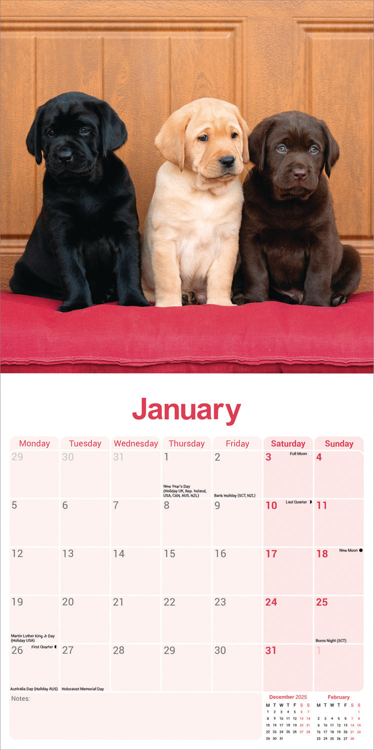 Labrador Retrievers Wall Calendar 2026