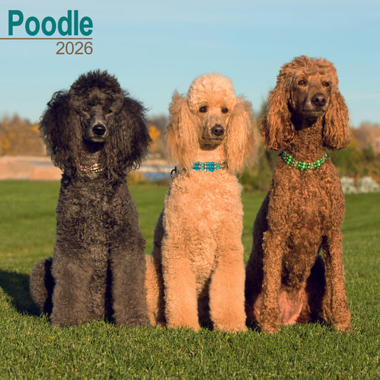 Poodle Wall Calendar 2026