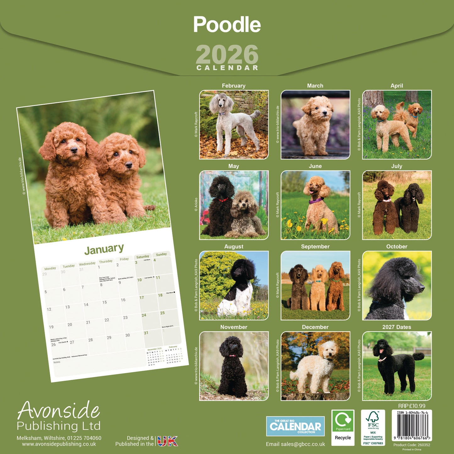 Poodle Wall Calendar 2026