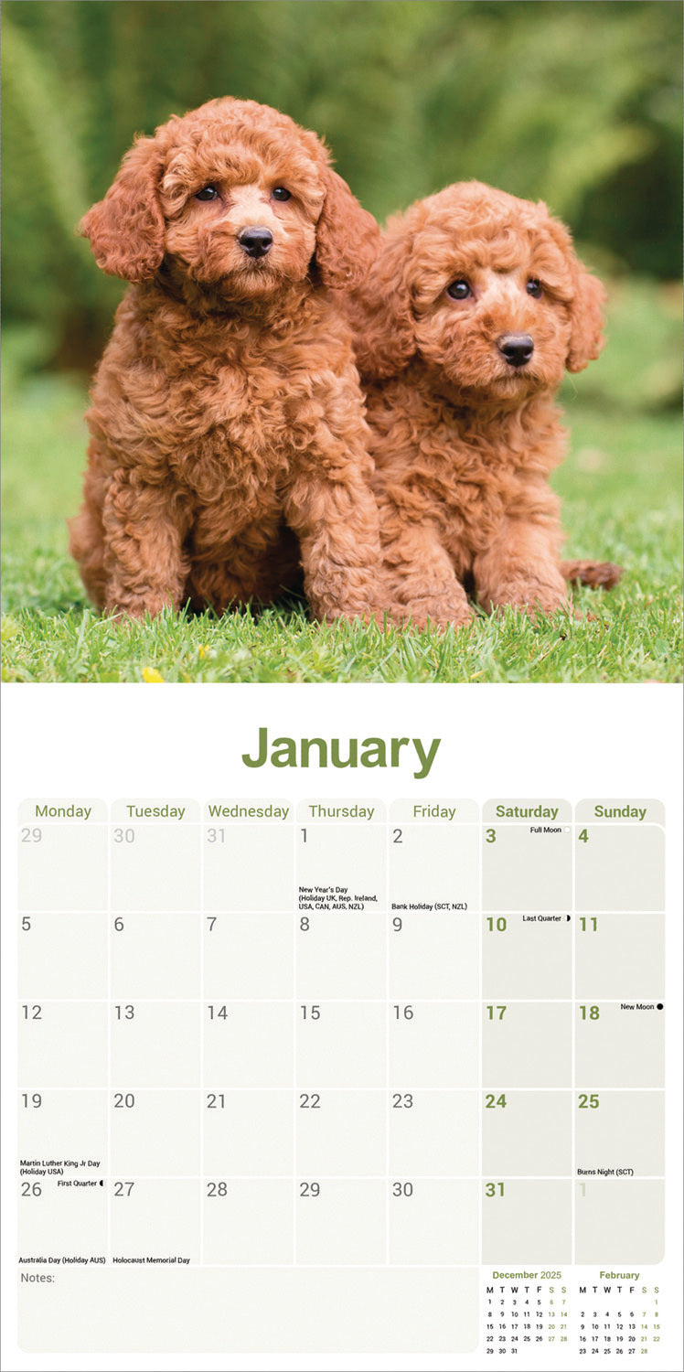 Poodle Wall Calendar 2026