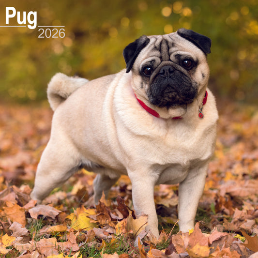 Pug Wall Calendar 2026