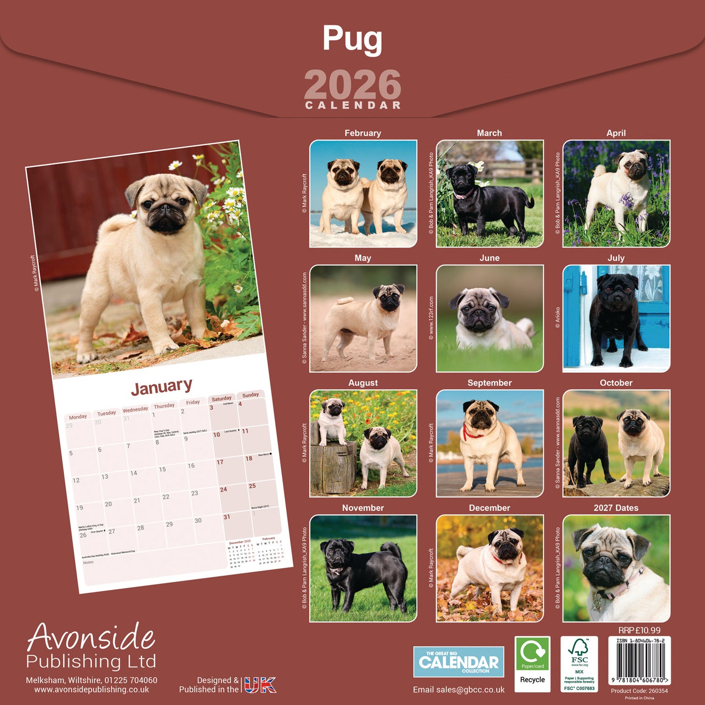 Pug Wall Calendar 2026