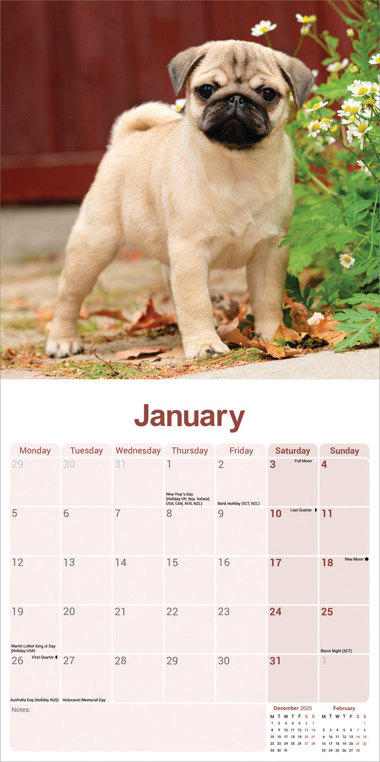 Pug Wall Calendar 2026