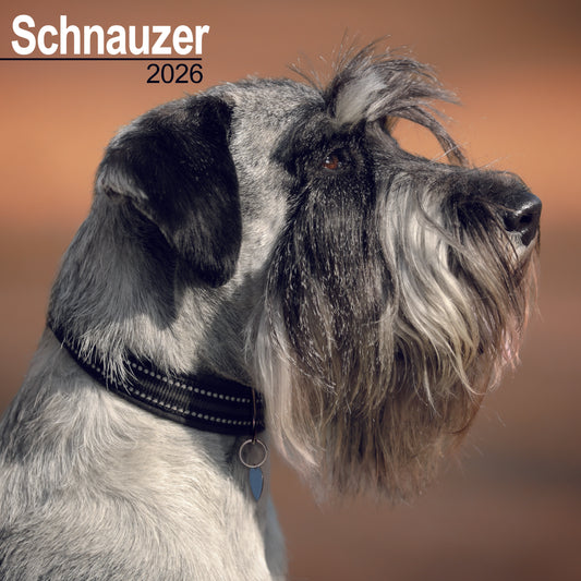 Schnauzers Wall Calendar 2026