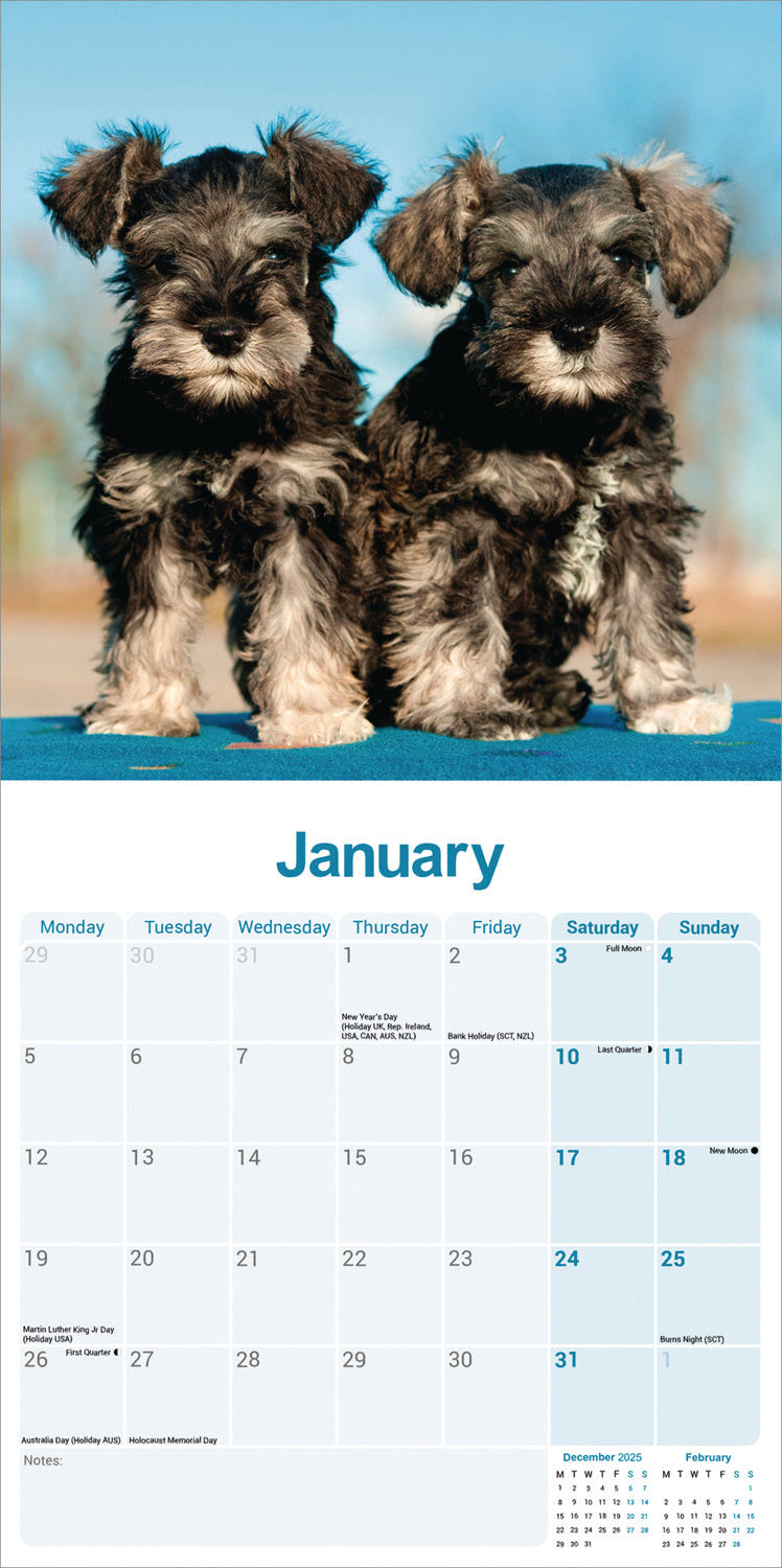 Schnauzers Wall Calendar 2026