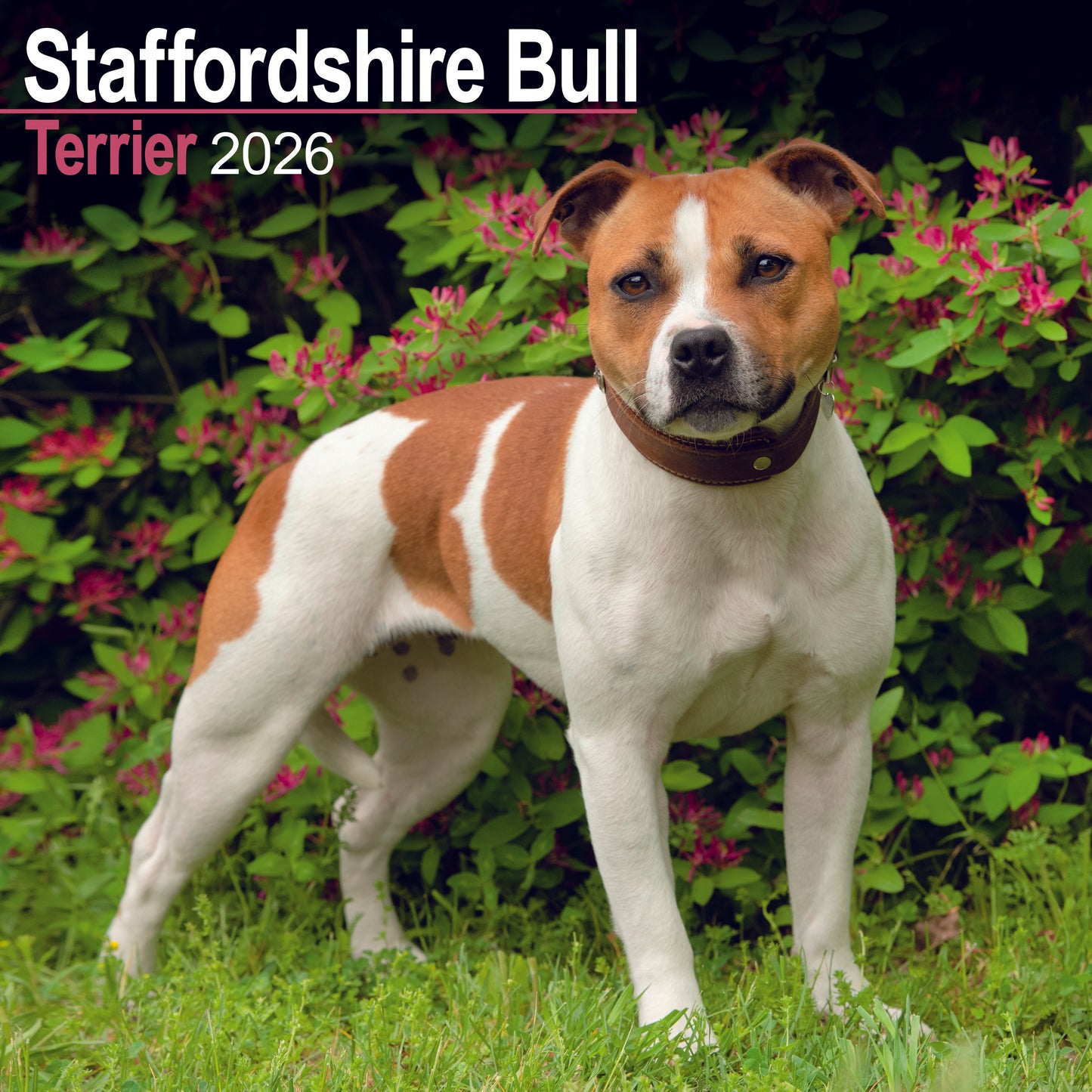 Staffordshire Bull Terrier wall calendar 2026