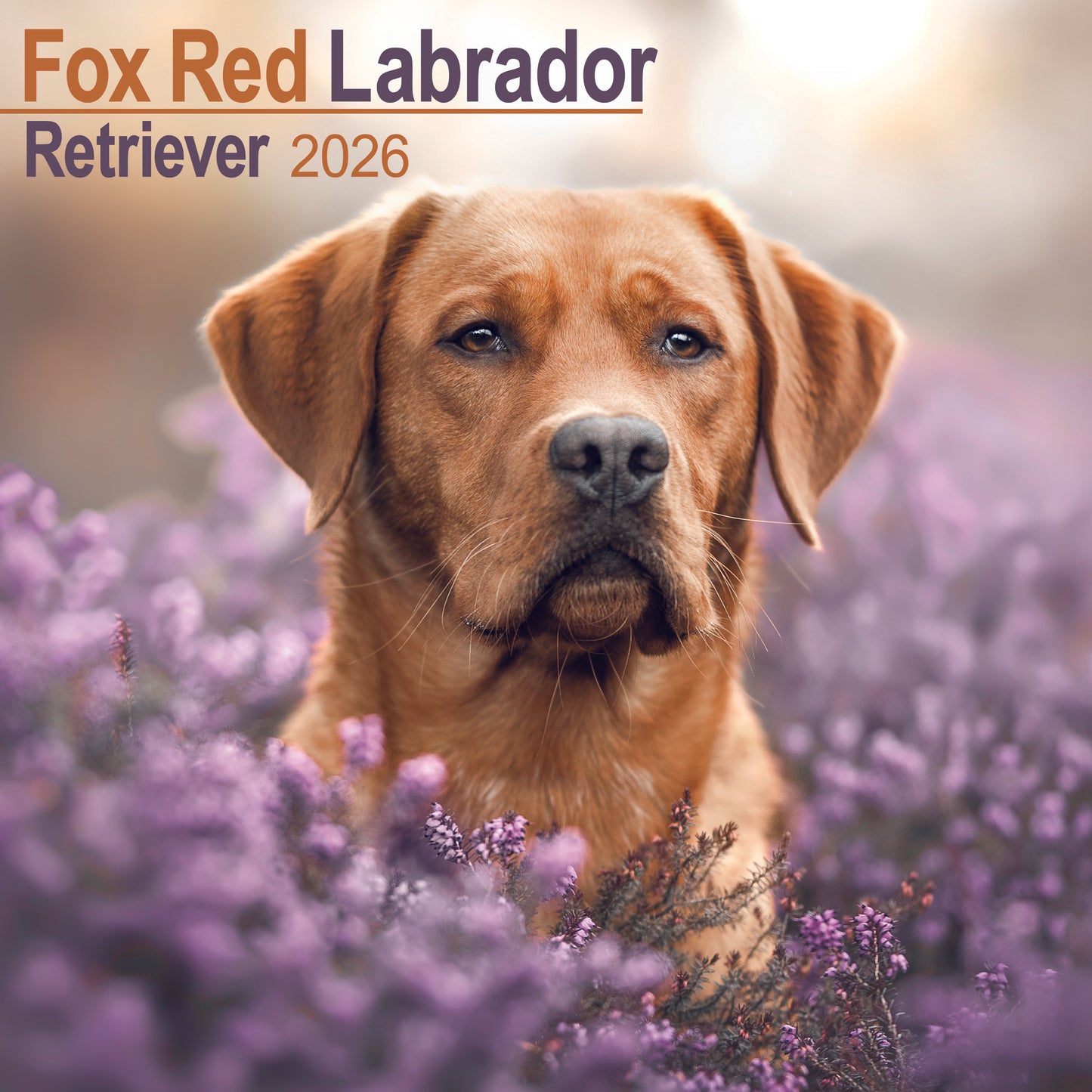 Labrador Retriever Fox Red Wall Calendar 2026