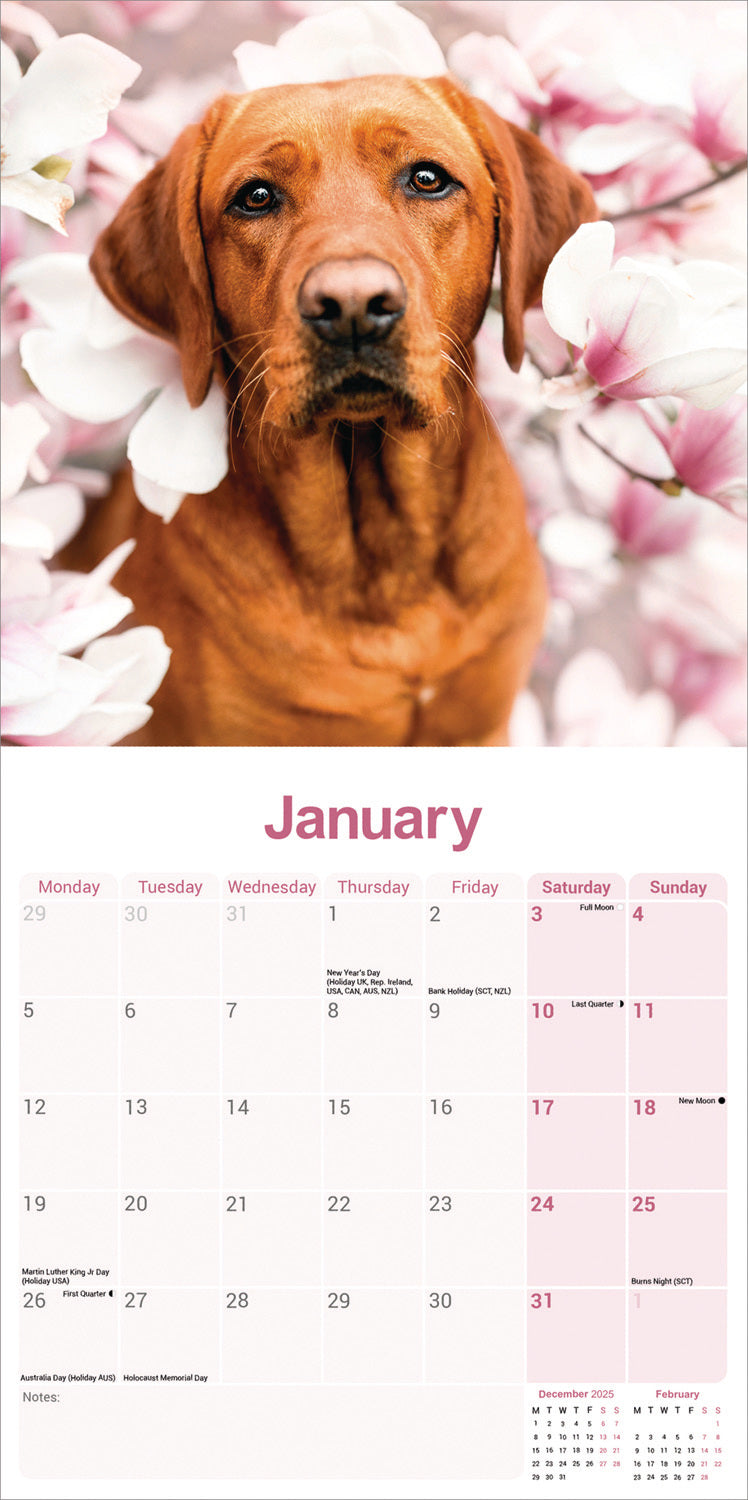 Labrador Retriever Fox Red Wall Calendar 2026