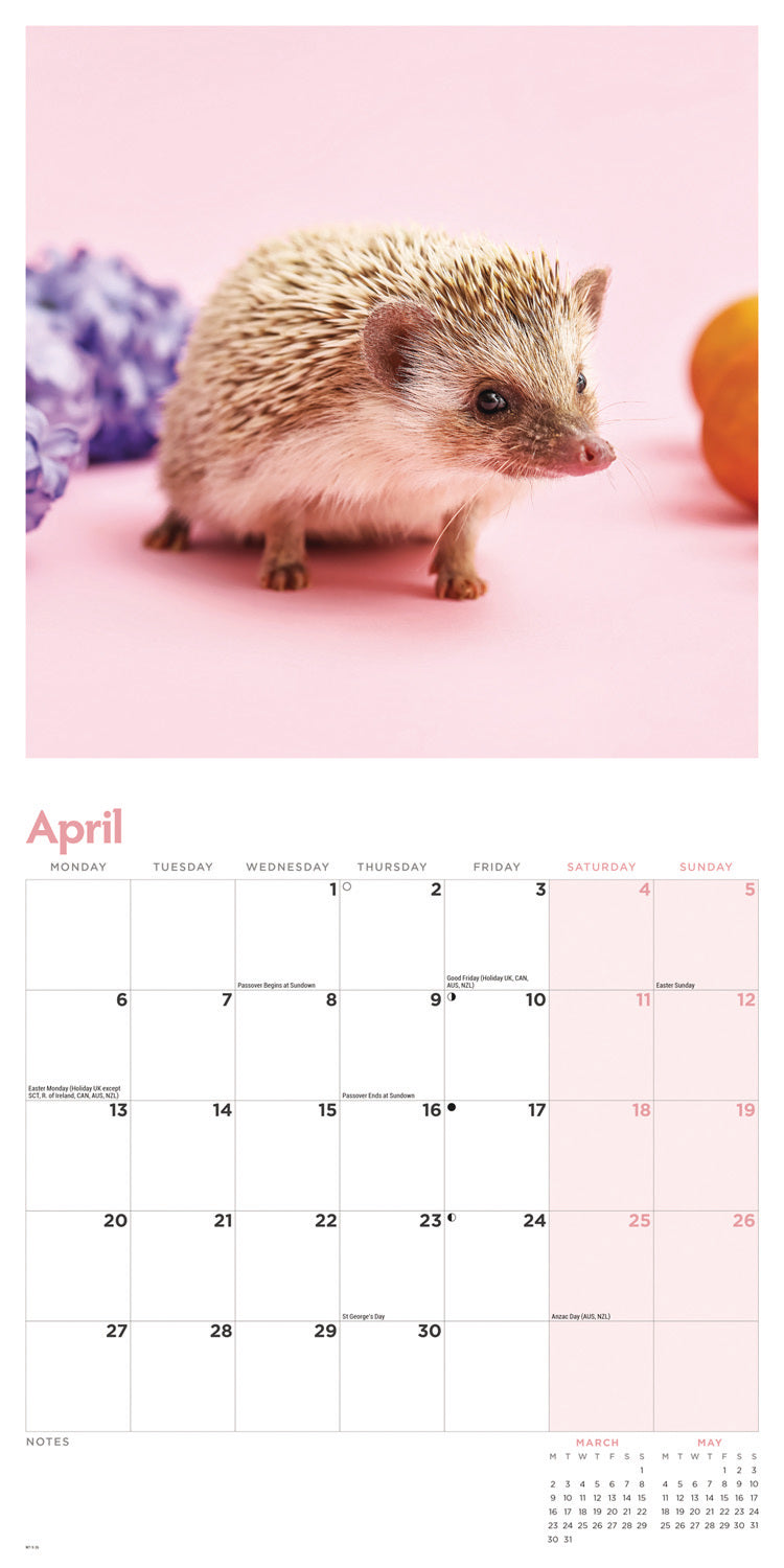 Hedgehogs Wall Calendar 2026