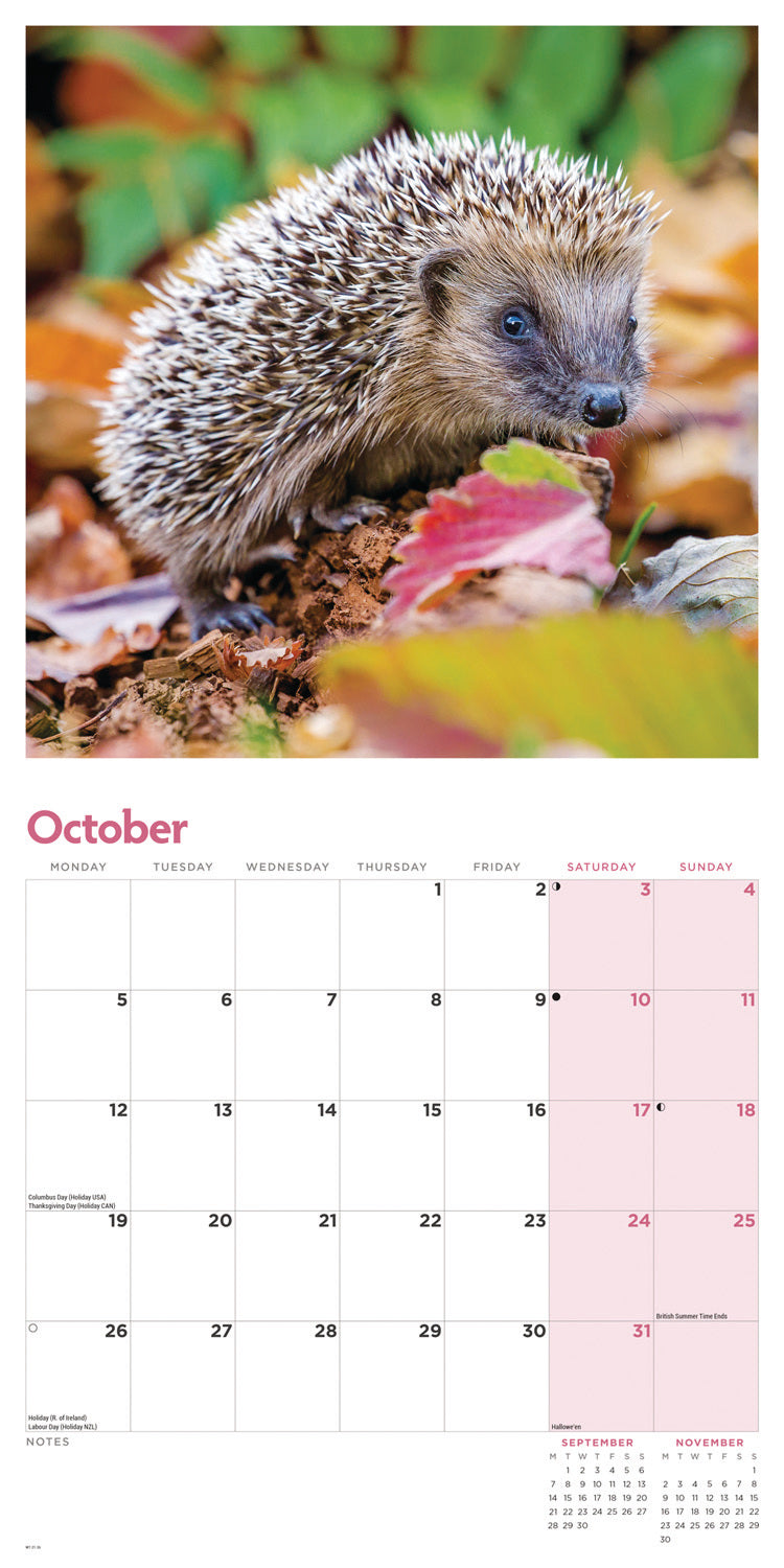 Hedgehogs Wall Calendar 2026