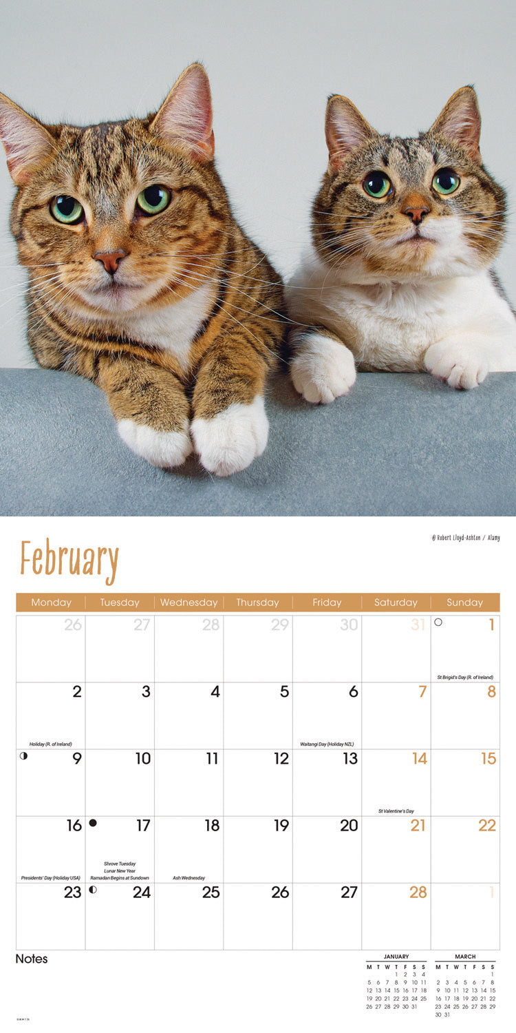 Cats Wall Calendar 2026