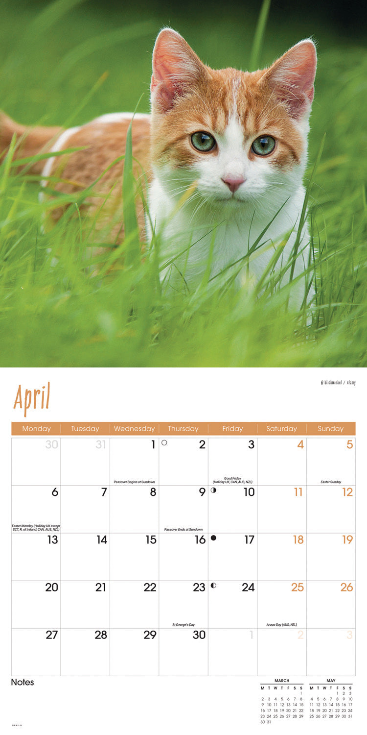 Cats Wall Calendar 2026