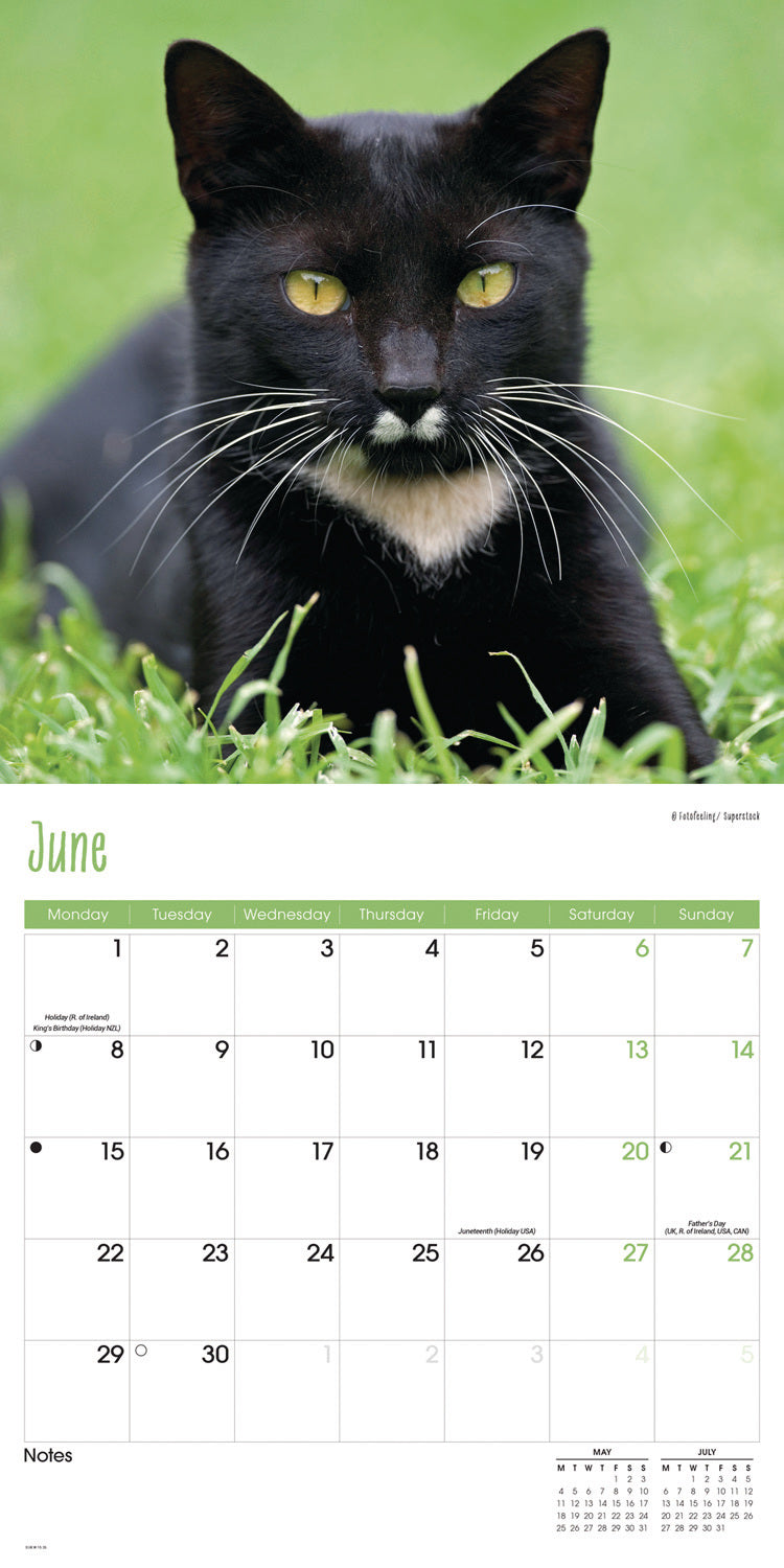 Cats Wall Calendar 2026