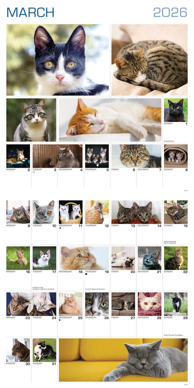 Cats 365 Days Wall Calendar 2026