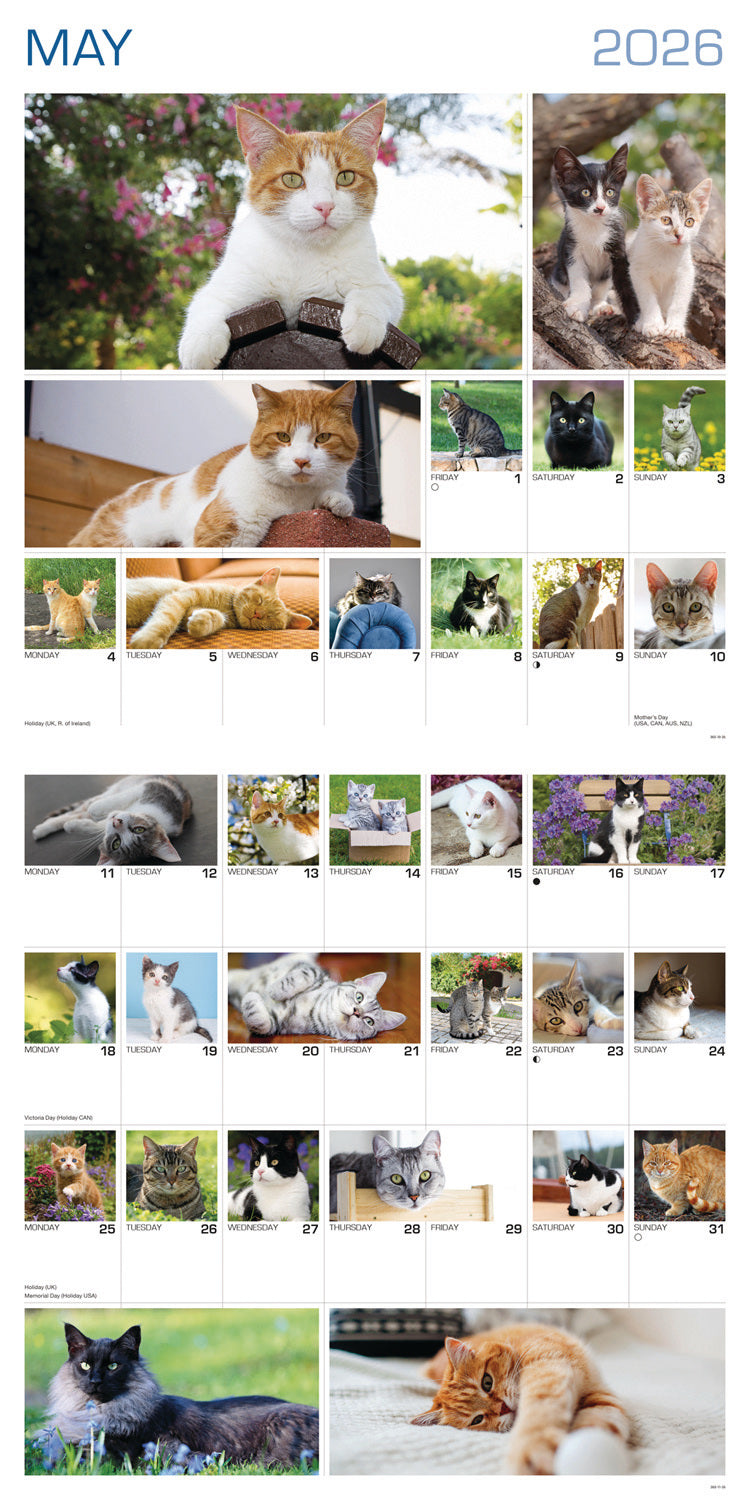 Cats 365 Days Wall Calendar 2026