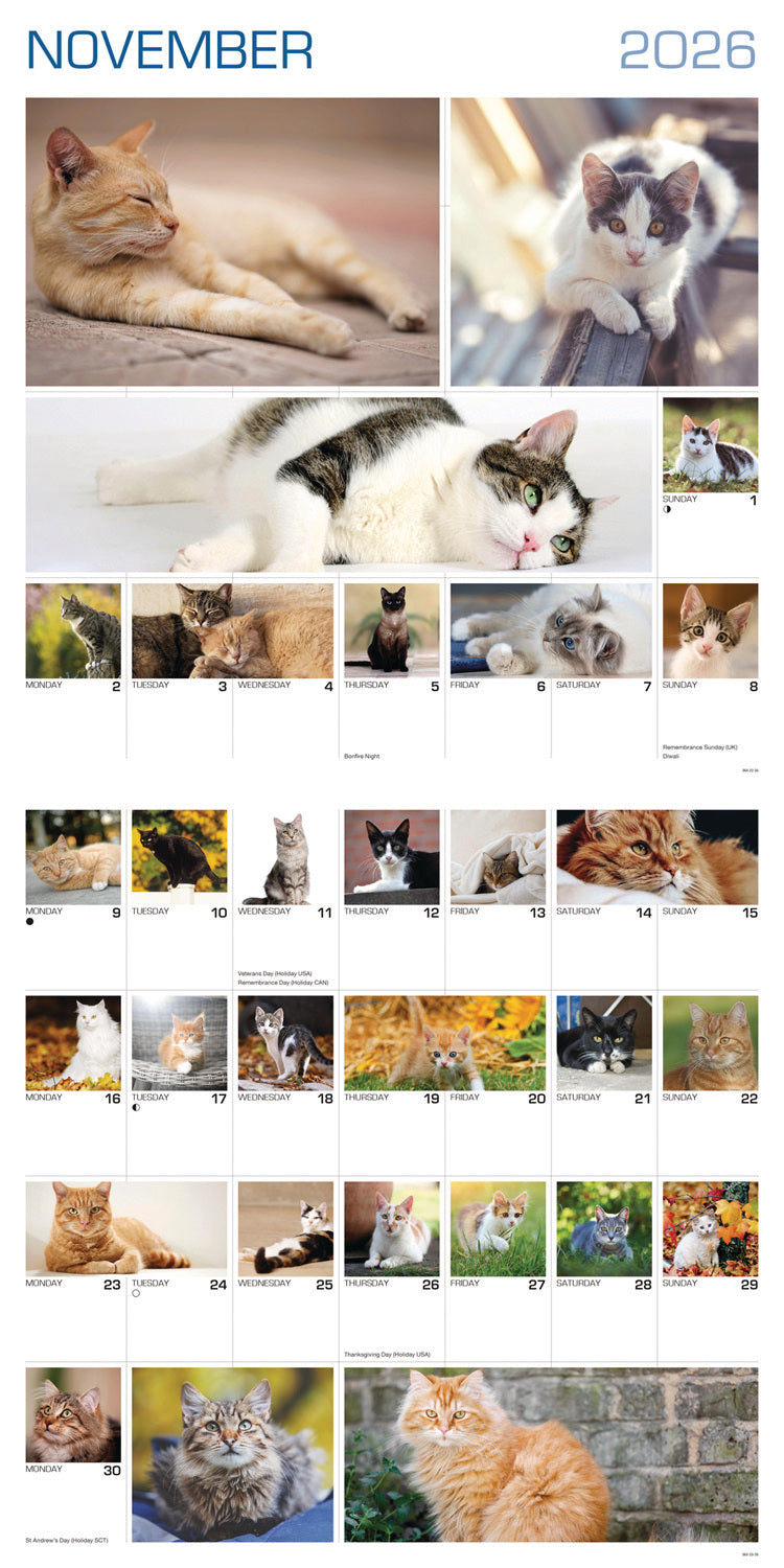 Cats 365 Days Wall Calendar 2026