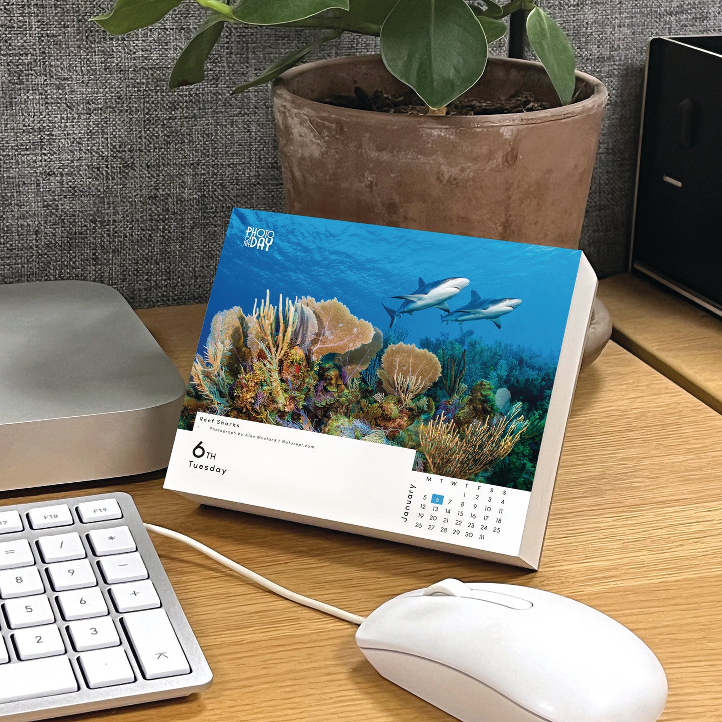 Photo of the Day Box Calendar 2026