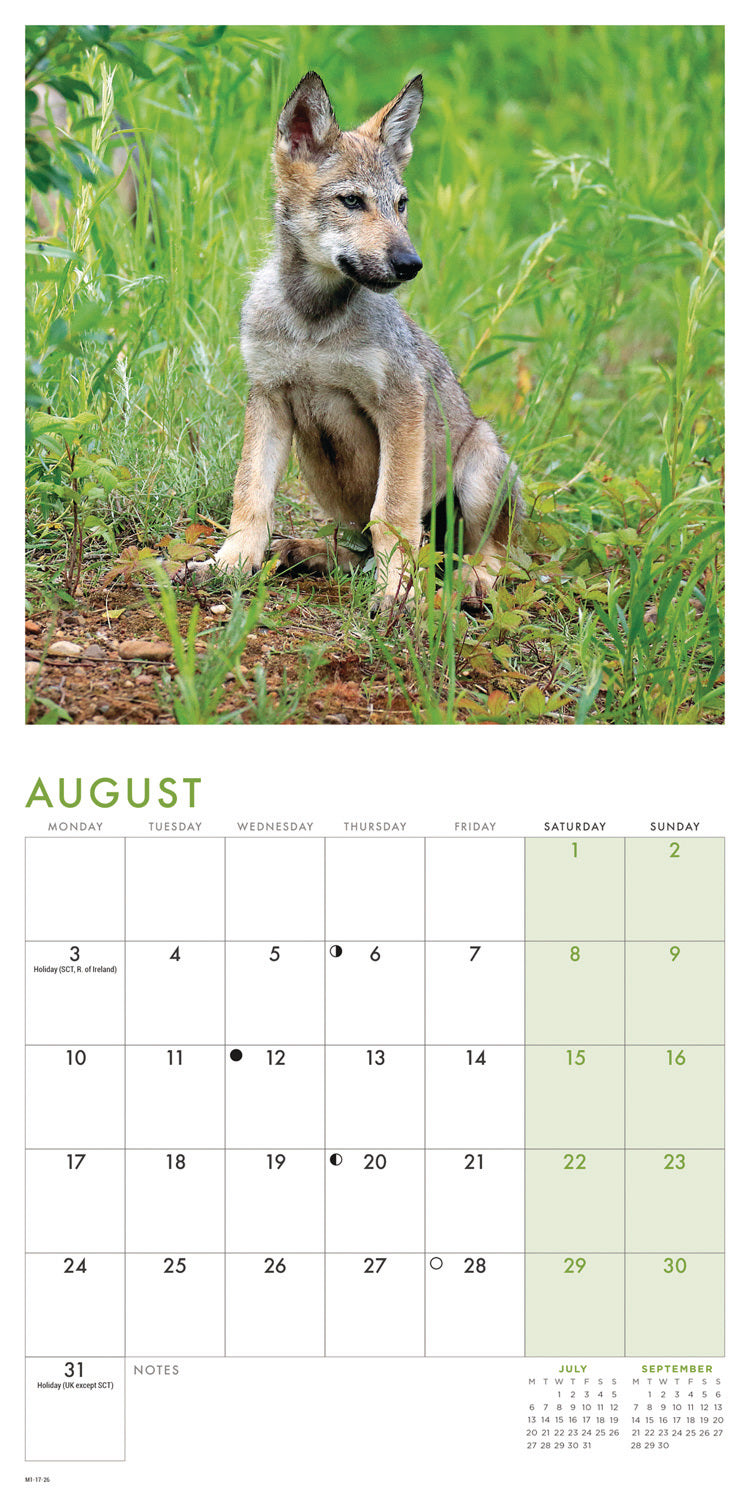 Wolves Mini Calendar 2026