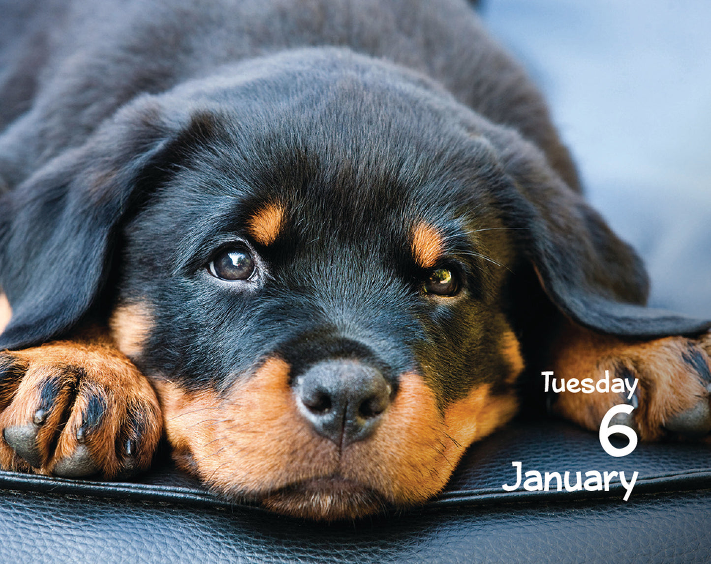 Puppies Mini Box Calendar 2026