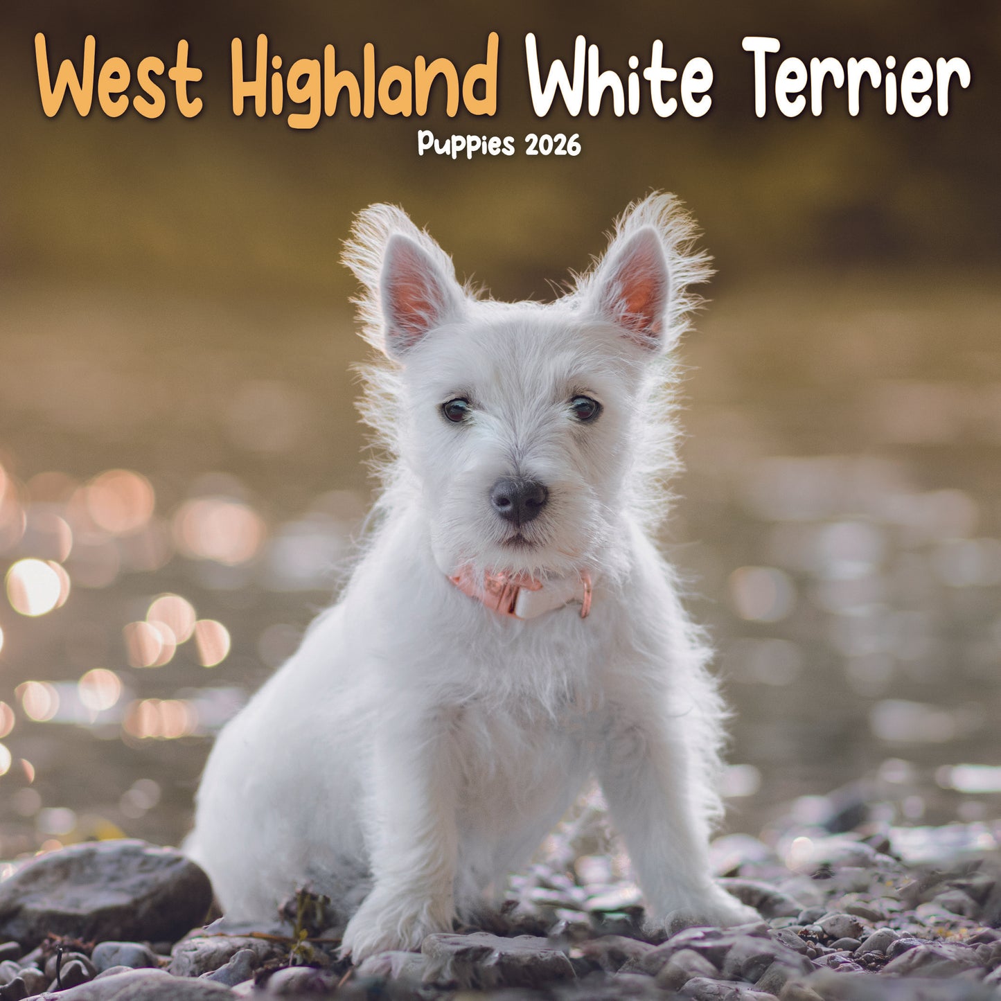 West Highland White Terrier Puppies Mini Calendar 2026