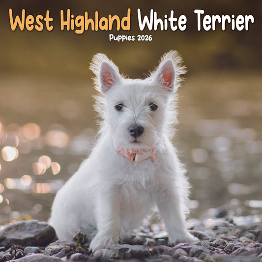West Highland White Terrier Puppies Mini Calendar 2026
